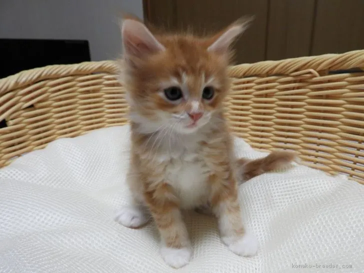 ID:2012-00063の子猫