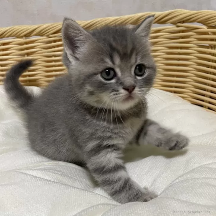 ID:2406-02000の子猫
