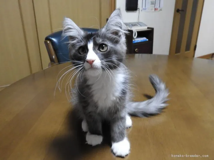 ID:2107-02055の子猫