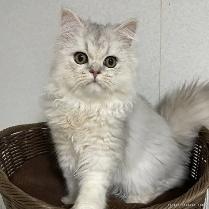 ID:2212-01715の子猫