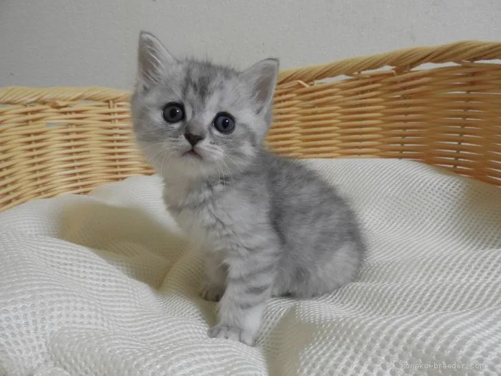 ID：2012-01411の子猫