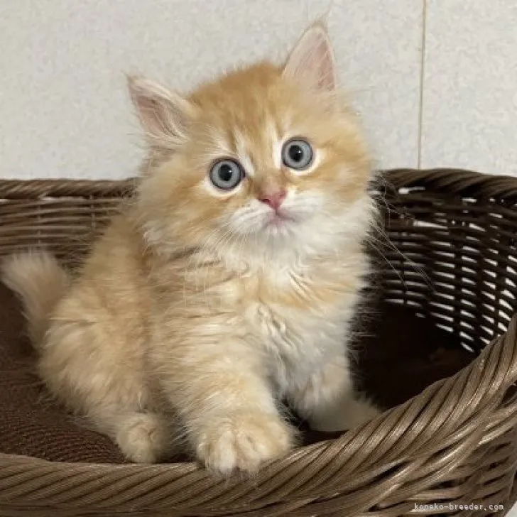 ID:2305-03284の子猫