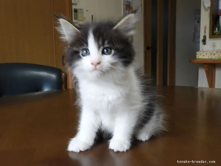 ID:2106-02733の子猫