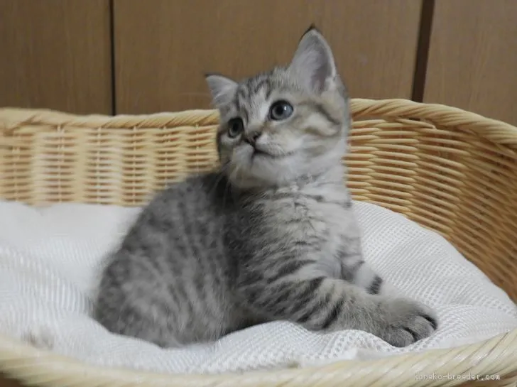ID:2012-01386の子猫