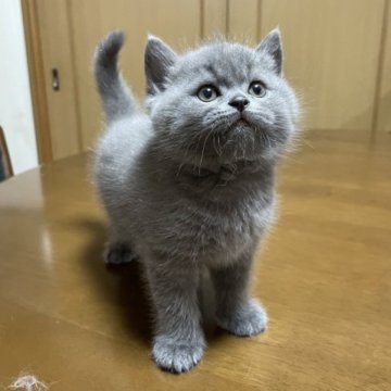 スコティッシュフォールド(立ち耳)【福岡県・男の子・2023年8月25日・ブルー】の写真「深みのある綺麗なブルーカラーの男の子です。」