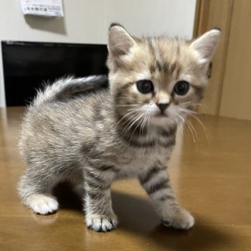 メインクーン×スコティッシュフォールド【福岡県・女の子・2024年1月27日・ブラウンタビー】の写真「小さな女の子ですが元気いっぱいなお転婆ちゃんです。」