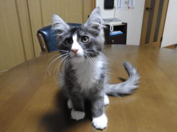 メインクーン【福岡県・男の子・2021年5月13日・ブラックアンドホワイト】の写真「個性的なお顔のカラーです♡」