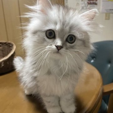 ペルシャ(チンチラ)【福岡県・女の子・2023年2月14日・シェーテッドシルバー】の写真「フワフワで可愛い女の子です💕」