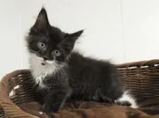 メインクーン【福岡県・男の子・2020年11月29日・ブラックアンドホワイト】の写真1