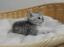 スコティッシュフォールド(立ち耳)【福岡県・男の子・2020年11月10日・シルバーマッカレルタビー】の写真2