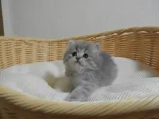 スコティッシュフォールド(立ち耳)【福岡県・女の子・2020年11月10日・ブルー】の写真3