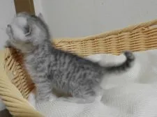 スコティッシュフォールド(立ち耳)【福岡県・男の子・2020年11月10日・シルバーマッカレルタビー】の写真3