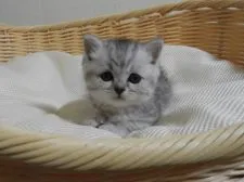 スコティッシュフォールド(立ち耳)【福岡県・男の子・2020年11月10日・シルバーマッカレルタビー】の写真5