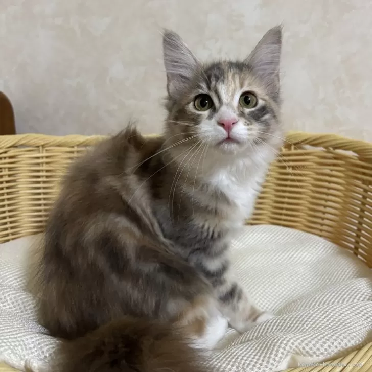 K.F 様のお迎えした子猫