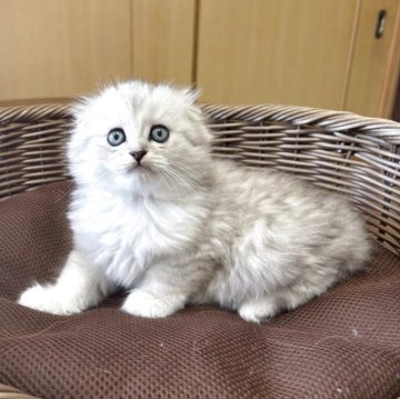 スコティッシュフォールド(折れ耳)【福岡県・男の子・2025年6月5日・シルバータビ➖】の写真「しっかりした体格の男の子です。」