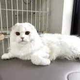 スコティッシュフォールド(折れ耳)