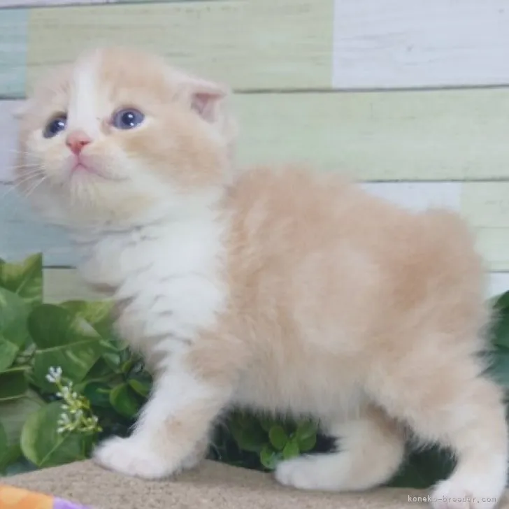 ID:2303-02228の子猫