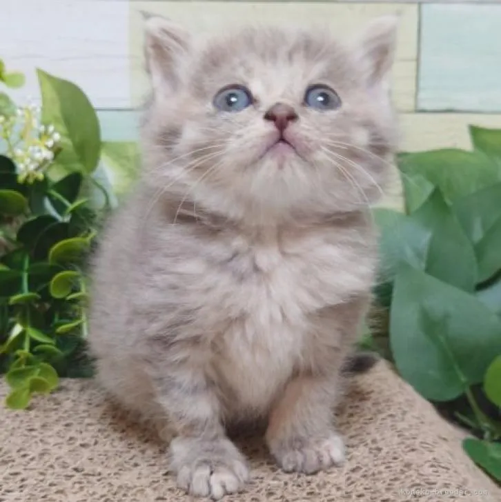 ID:2302-01113の子猫