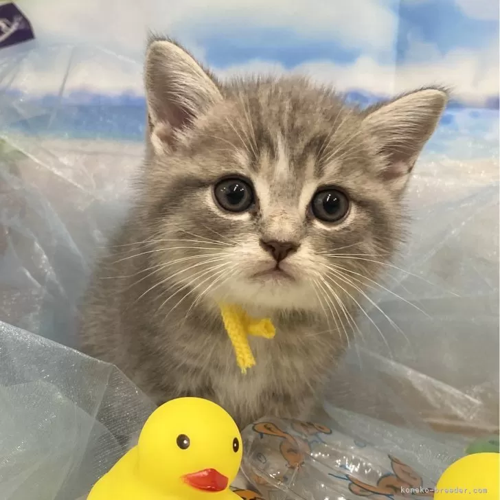 ID:2408-01315の子猫