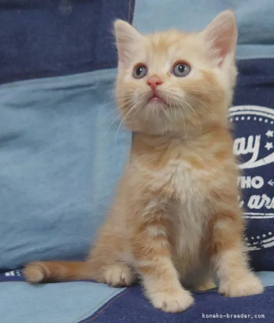 ID：2205-01656の子猫