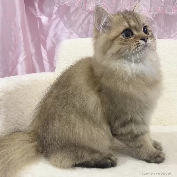 ID：2407-02166の子猫