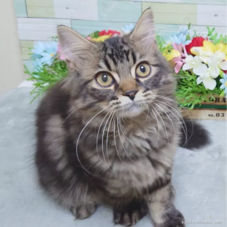 ID:2405-02905の子猫