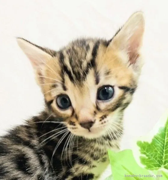 ID:2109-01427の子猫