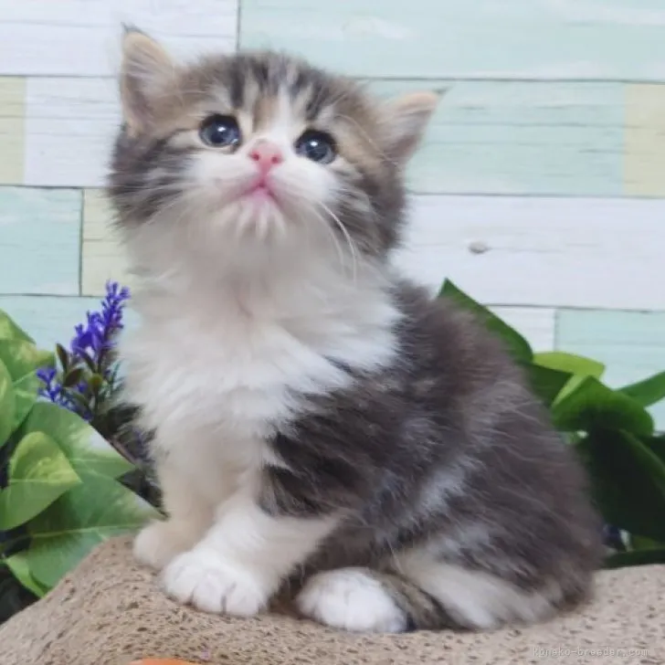 ID：2305-01970の子猫