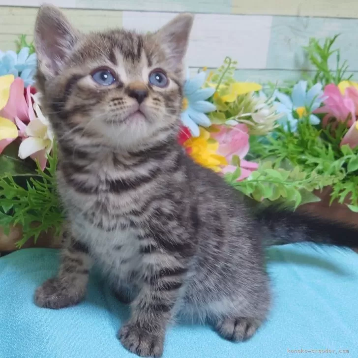 ID：2406-02488の子猫