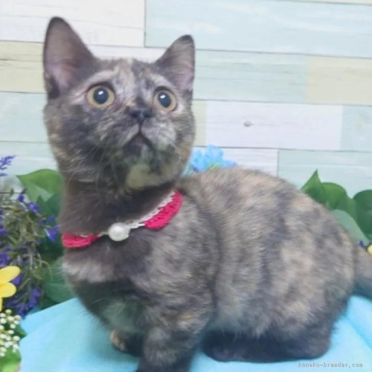 ID:2308-02431の子猫