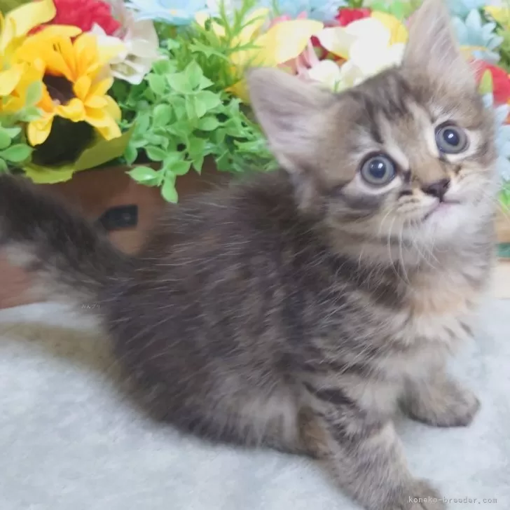 ID:2407-00019の子猫