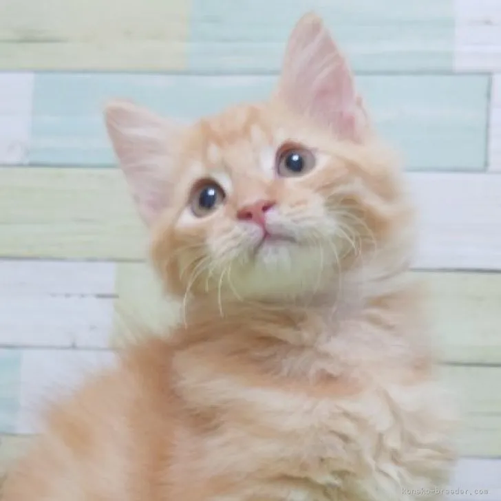 ID：2307-02476の子猫