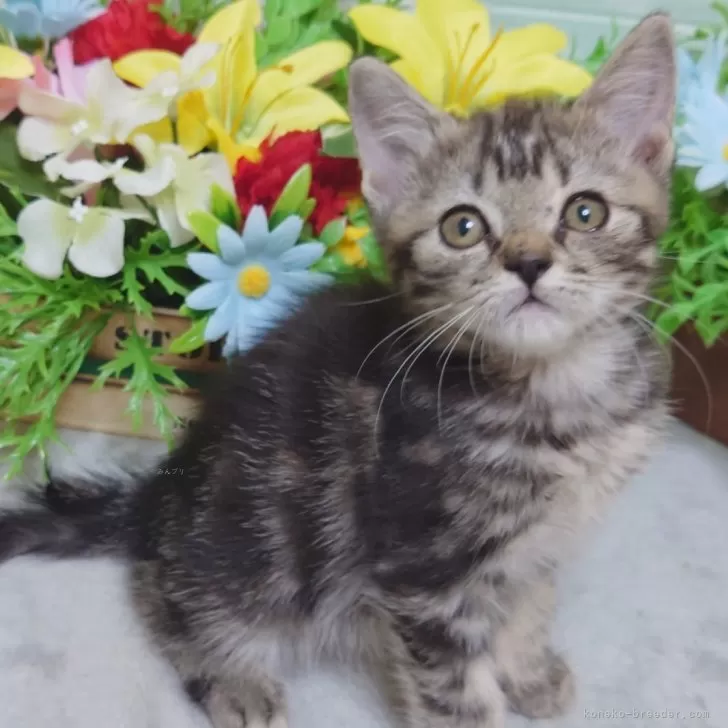 ID：2412-00775の子猫