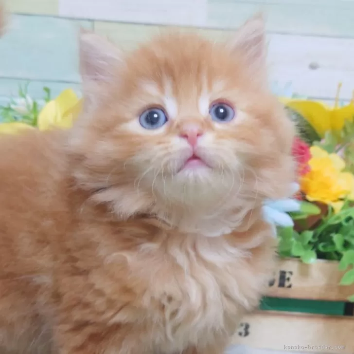 ID：2410-03031の子猫