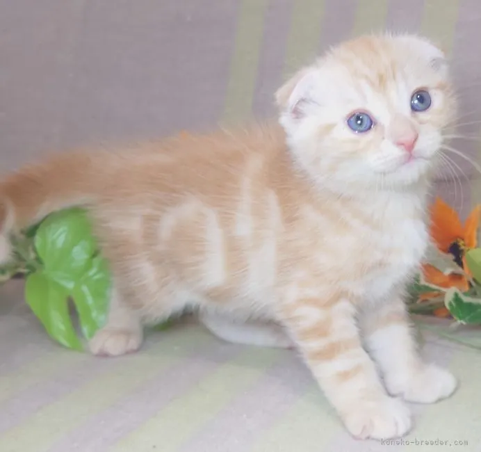 ID:2107-02457の子猫