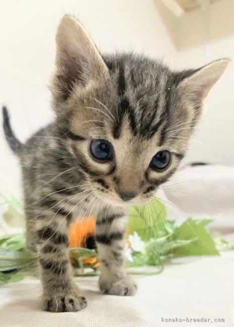 ID:2109-01422の子猫