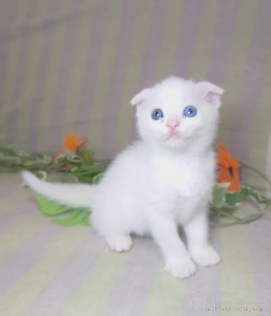 ID:2107-02458の子猫