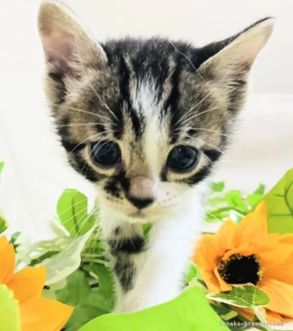 ID：2109-01426の子猫