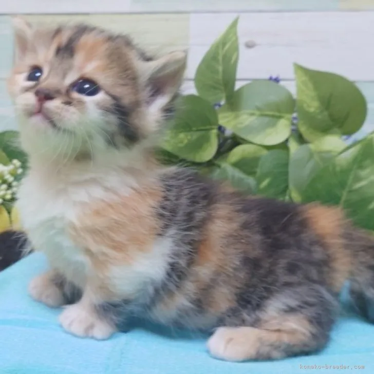 ID:2311-02080の子猫