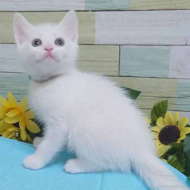 ID:2401-01890の子猫