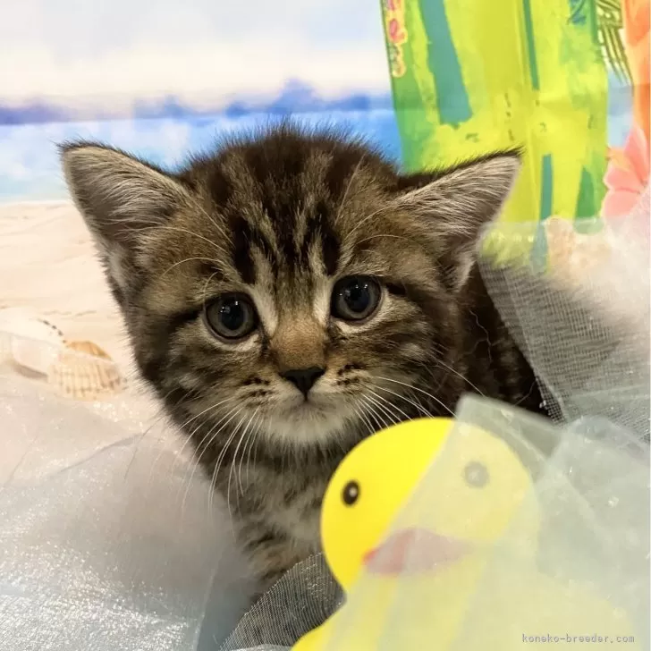 ID:2408-01436の子猫
