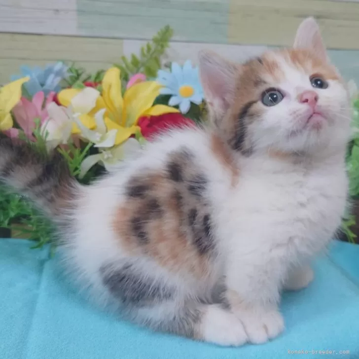ID:2404-02767の子猫