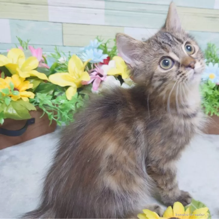 ID：2408-02457の子猫