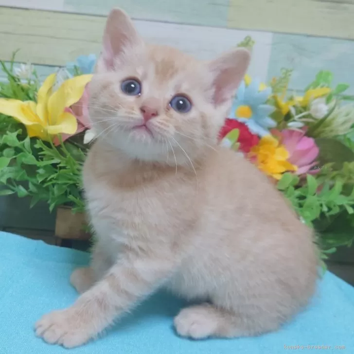 ID：2406-00116の子猫