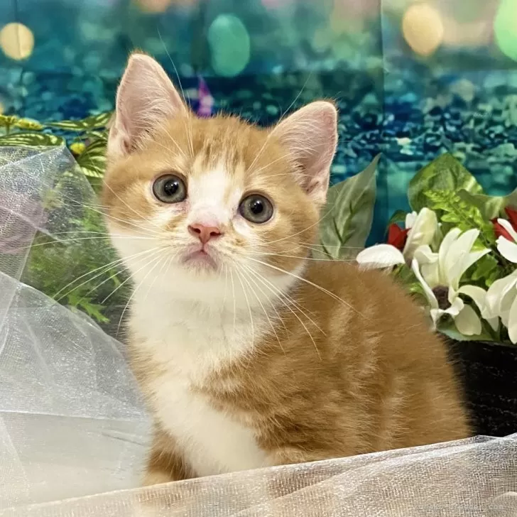 ID：2408-01939の子猫