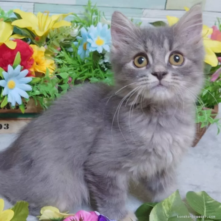 ID:2407-01263の子猫