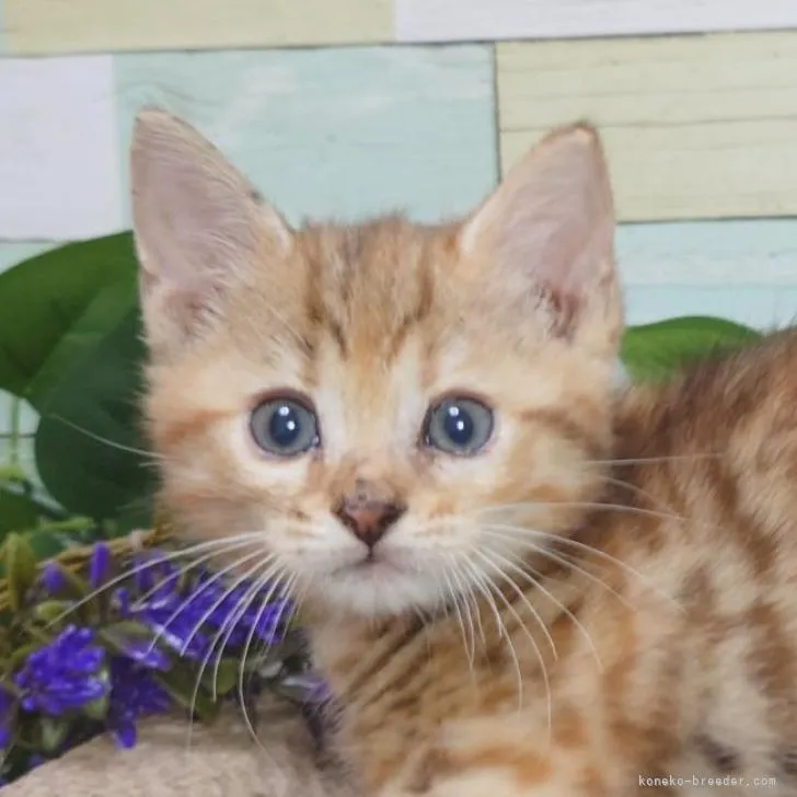 ID：2210-00968の子猫