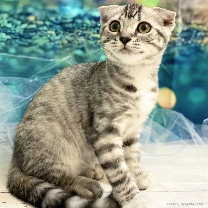 ID：2408-02001の子猫