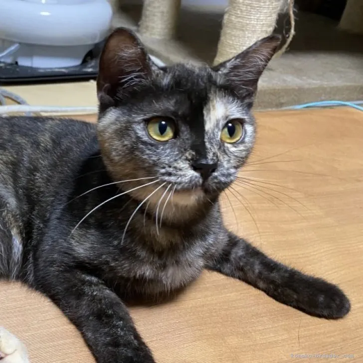 ID：2303-03159の子猫