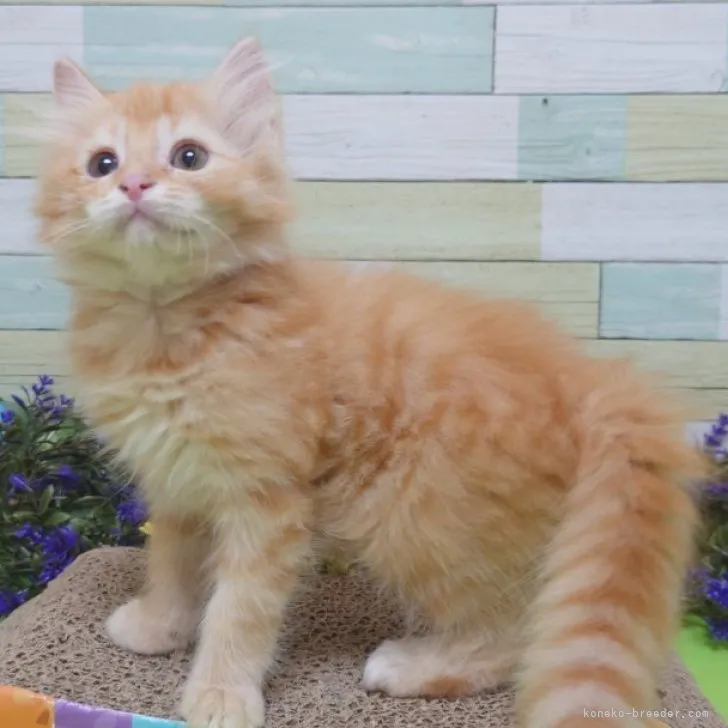 ID:2307-02479の子猫